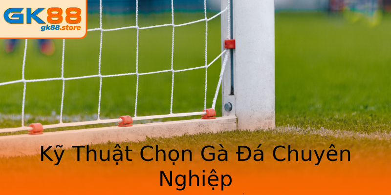Kỹ Thuật Chọn Gà Đá Chuyên Nghiệp Kỹ Thuật Chọn Gà Đá Chuyên Nghiệp